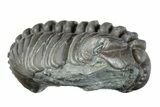 Wide Curled Flexicalymene Trilobite - Mt Orab, Ohio #257800-1